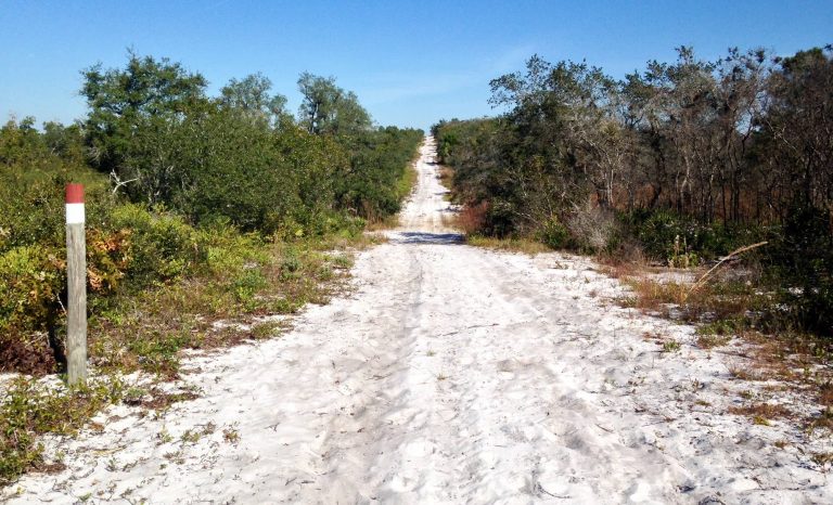 Lake Marion Creek Wildlife Management Area - Horseshoe Scrub Tract