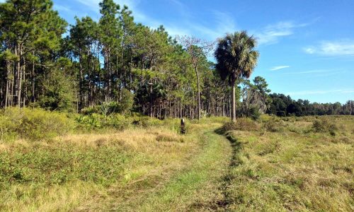 hiking trail in the middle tree grouping on left and open pasture on right at Colt Creek State Park in Lakeland, FL