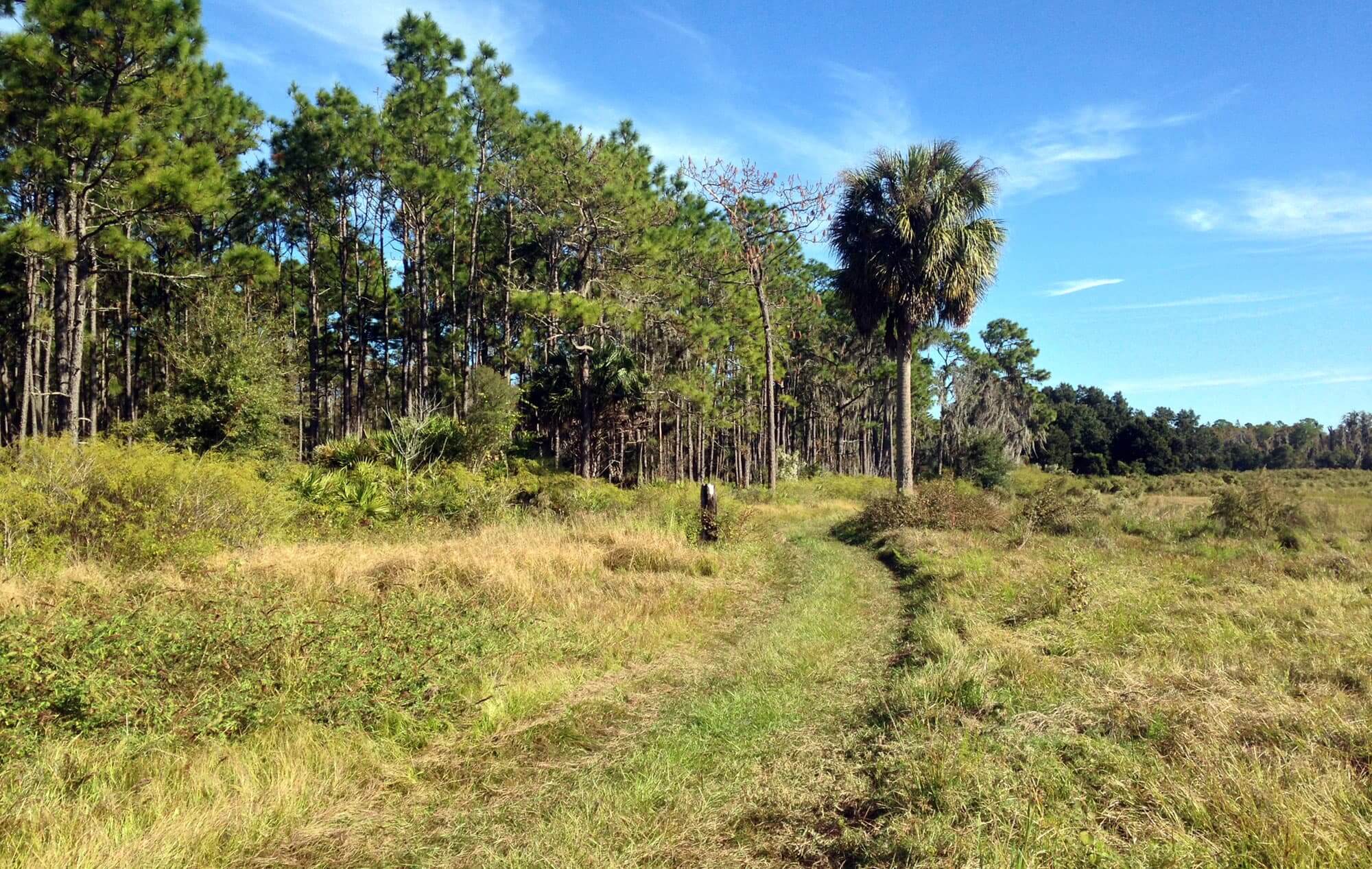 hiking trail in the middle tree grouping on left and open pasture on right at Colt Creek State Park in Lakeland, FL