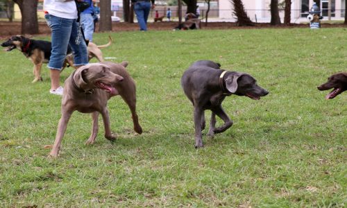 Bark Park