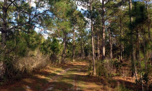 Pine covered path through East Tract at Green Swamp Wilderness Preserve in Lakeland, FL