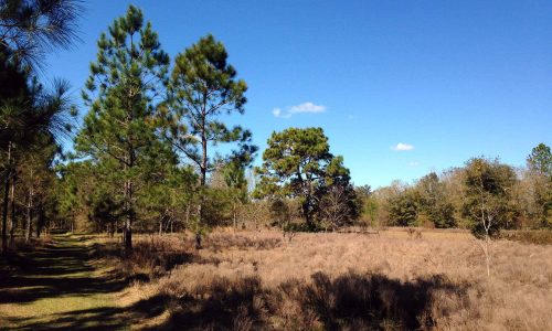 Grassy hiking trail next to scrub and pines at Gator Creek Reserve in Lakeland, FL