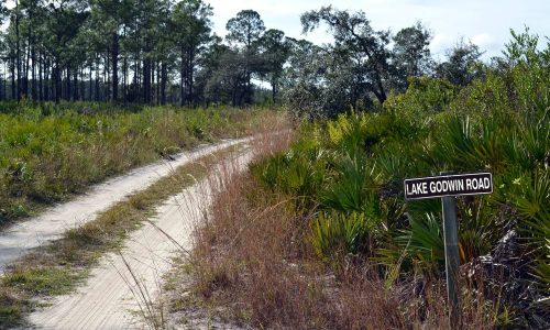 Sandy access road at Arbuckle Wildlife Management Area in Frostproof, FL