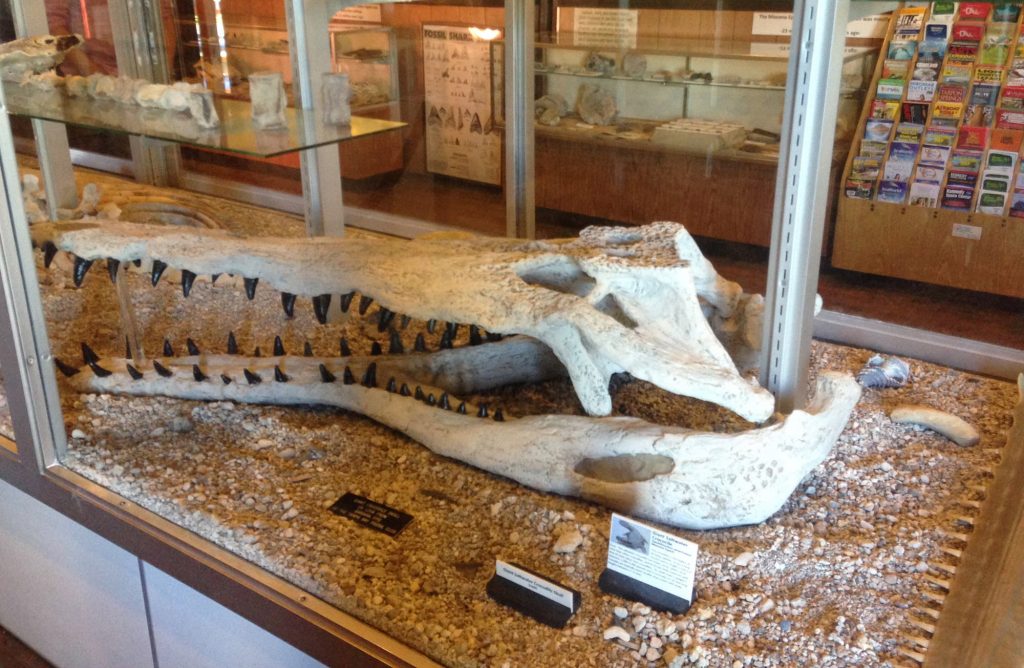 alligator skull on display at Mulberry Phosphate Museum