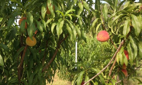 peaches on tree at Oponay Farms in Lakeland, FL