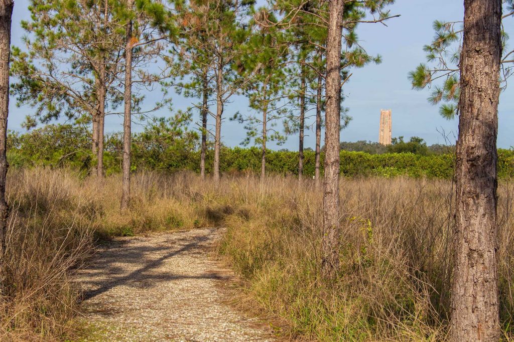 Nature trail through scrub and trees at Pine Ridge Nature Preserve. Carillon Tower in the distance at Bok Tower Gardens in Lake Wales, FL