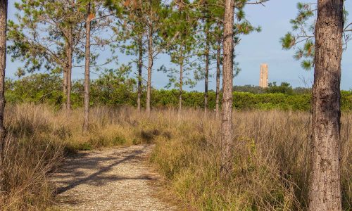 Nature trail through scrub and trees at Pine Ridge Nature Preserve. Carillon Tower in the distance at Bok Tower Gardens in Lake Wales, FL