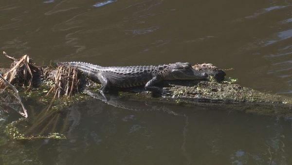 Poster Image for Baby alligators soak up the sun at Circle B Bar Reserve