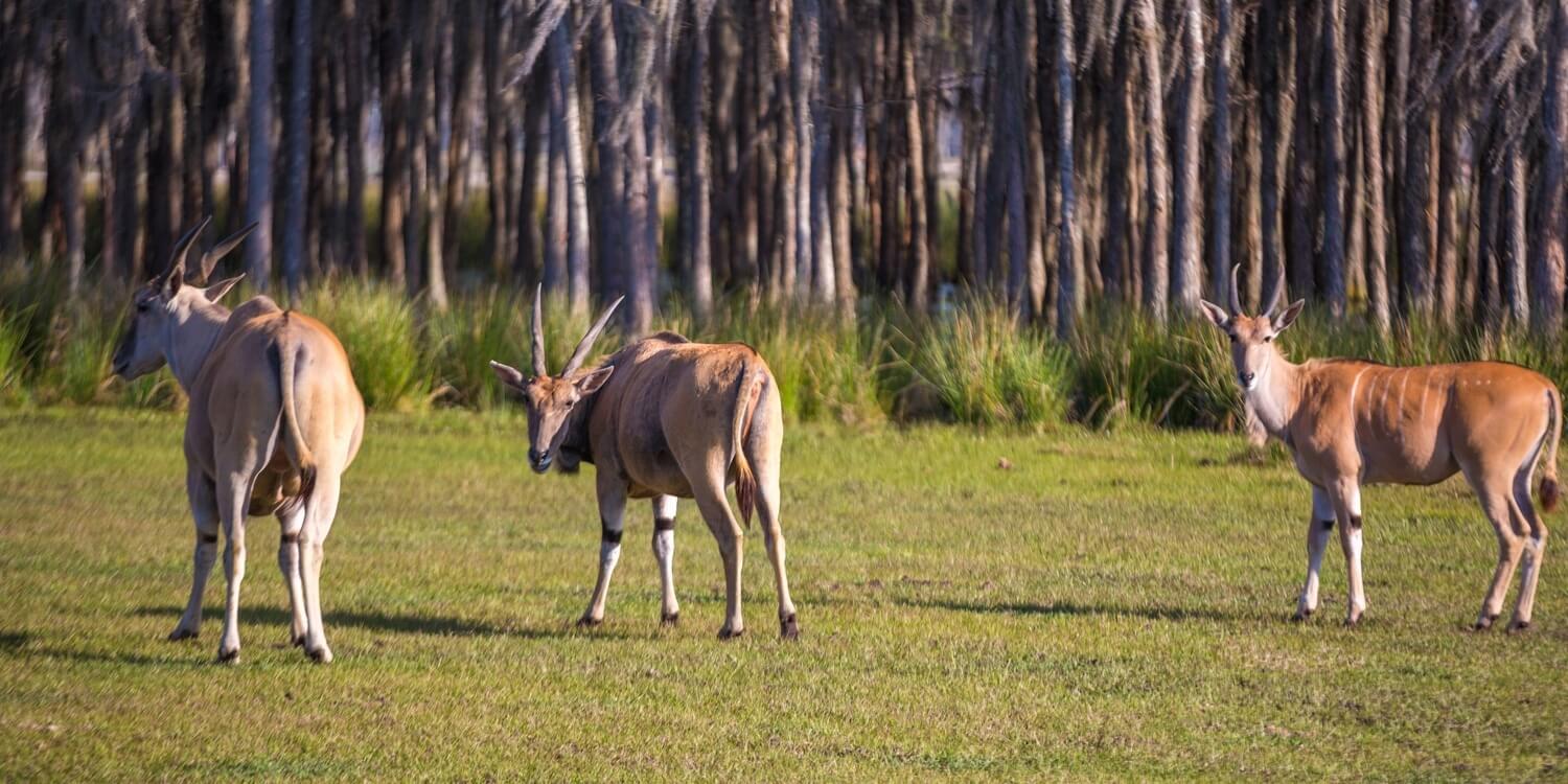 safari wilderness central florida