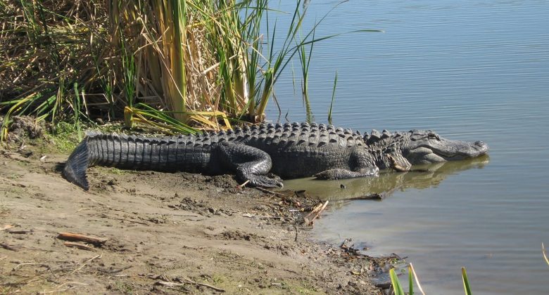 Se7En Wetlands Park Lakeland 2019 Alligator
