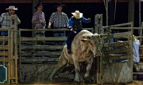 cowboy on a bull during Saturday Night Rodeo at Westgate River Ranch Resort