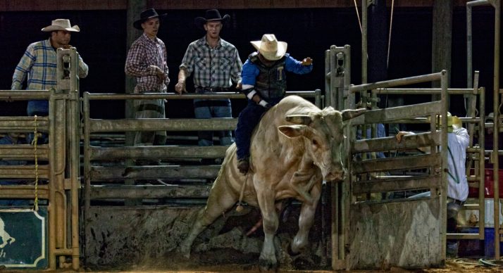 cowboy on a bull during Saturday Night Rodeo at Westgate River Ranch Resort