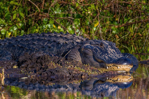 Two alligators. Guy Harvey photo academy