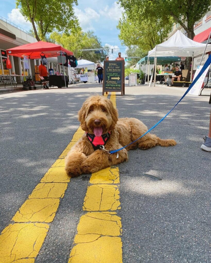 A golden doodle laying in the streets of Lakeland Farmers Market