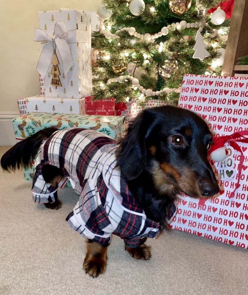 Peyten Palo's Christmas Tradition: Oscar the Dog beside the Christmas Tree wearing PJs