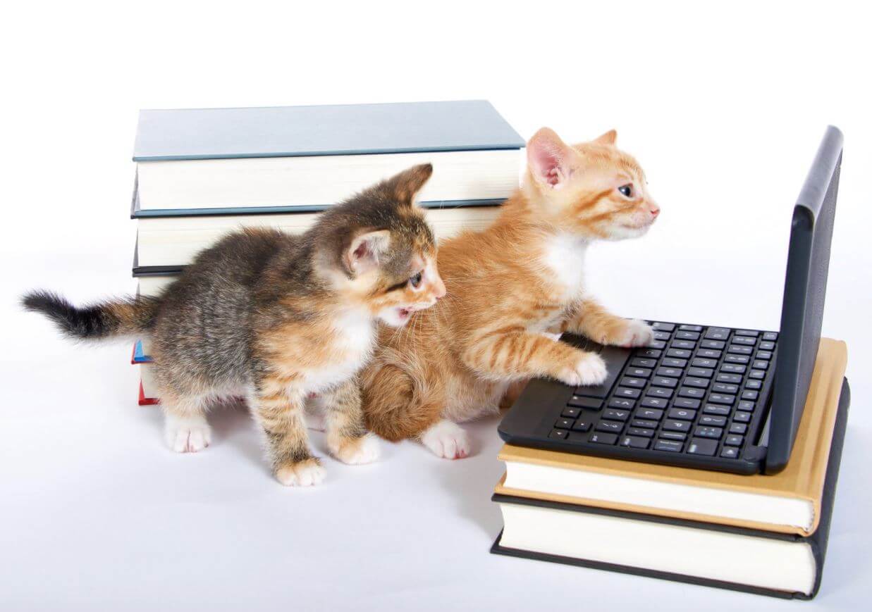 Kittens looking at Laptop