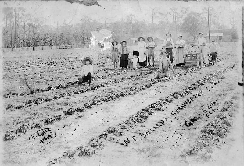 W.E. Ballard family of Galloway in their strawberry field