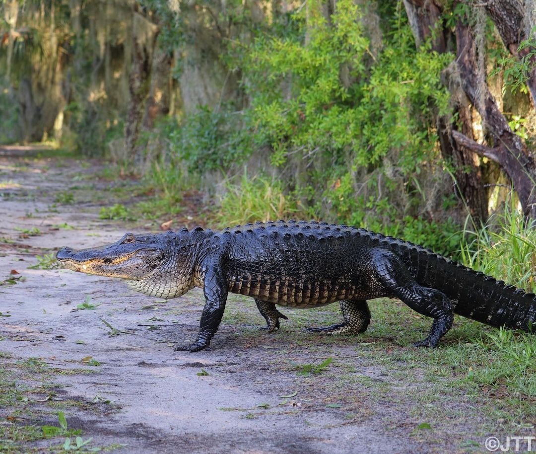 Top 10 Places to Spot Wildlife in Central Florida - Visit Central Florida