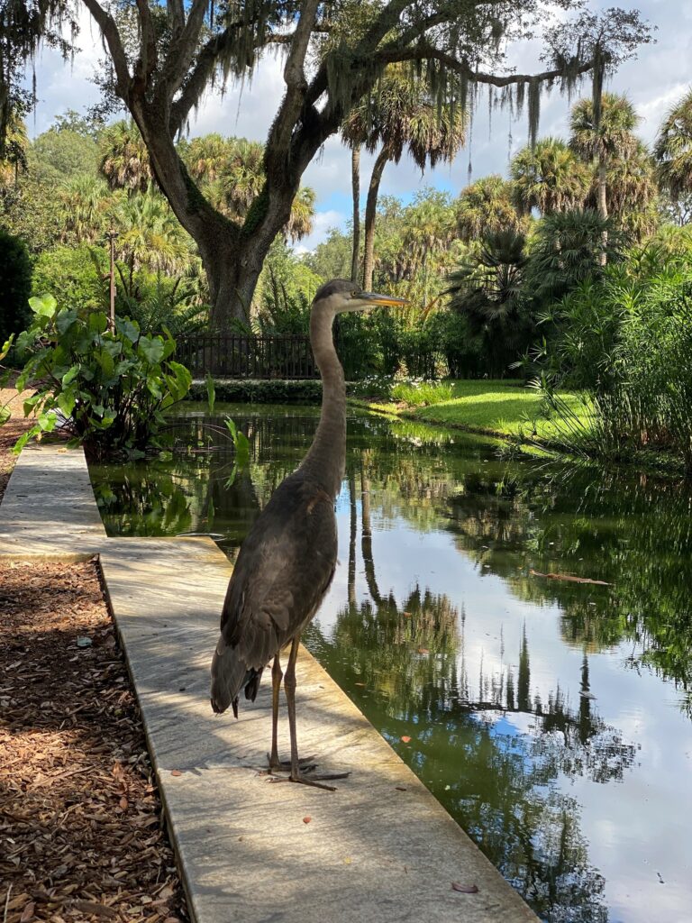 Heron by the pond at Bok Tower Gardens