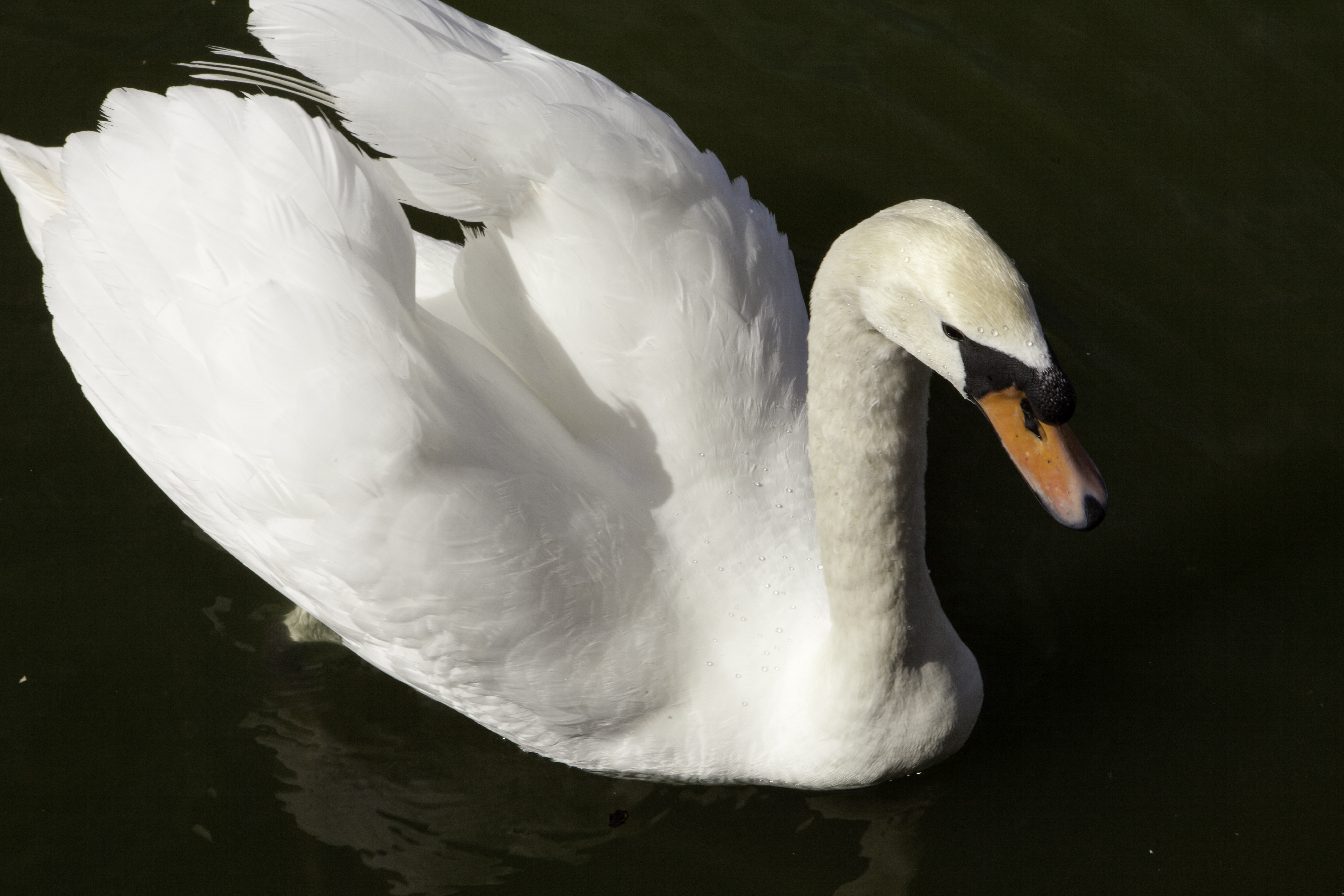 Swan on Lake Morton