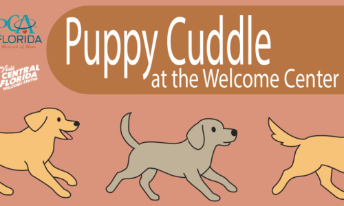 Puppy Cuddle at VCF Welcome Center