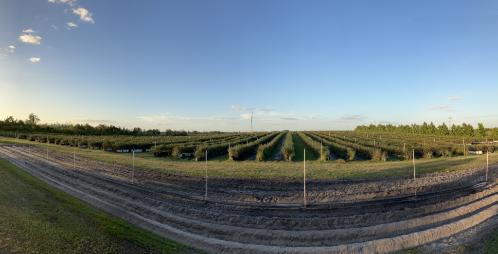 Haines Family farm rows of blueberry bushes