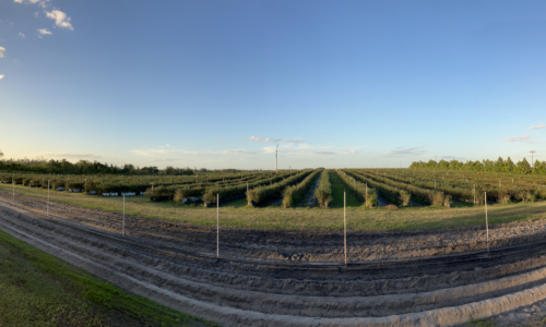 Haines Family farm rows of blueberry bushes