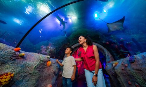 SEA LIFE Florida Opens at LEGOLAND Florida Resort