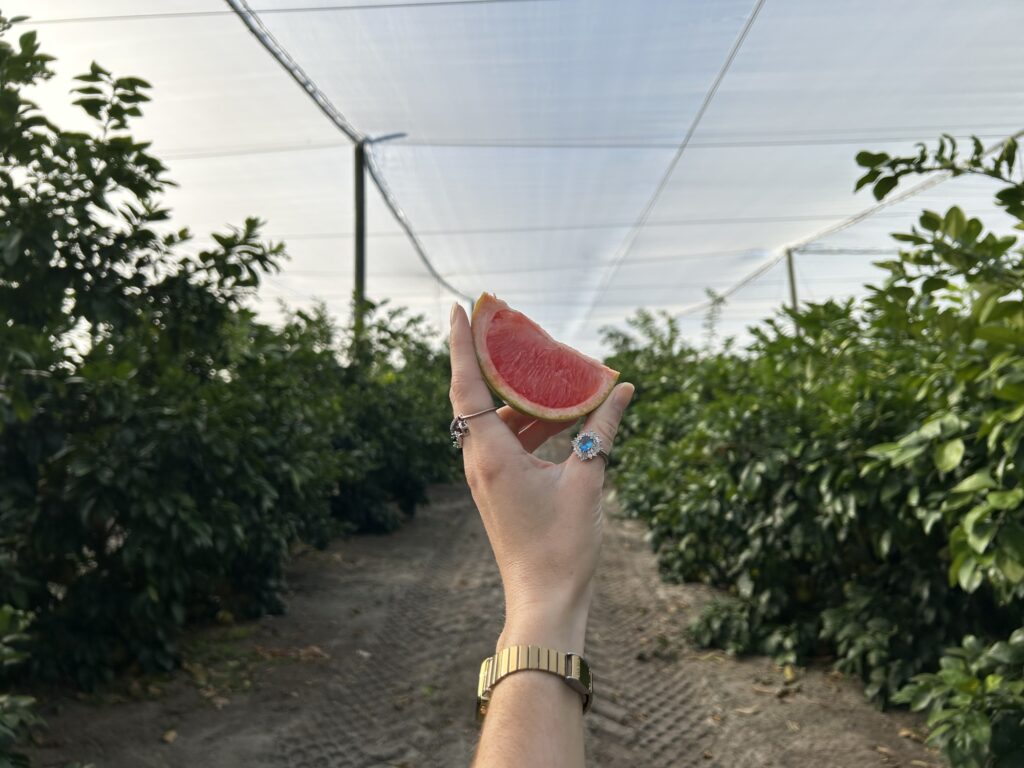 Grapefruit slice at Golden Ridge Groves