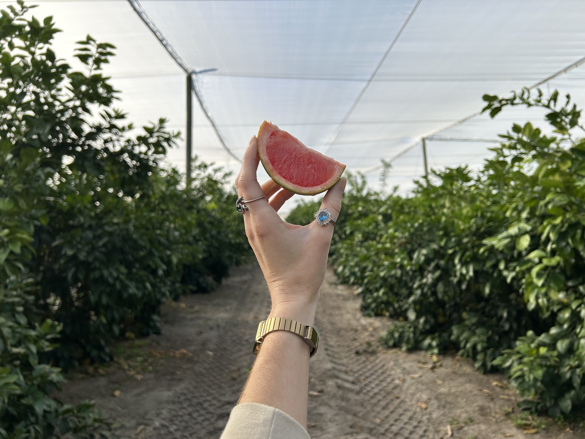 Grapefruit slice at Golden Ridge Groves