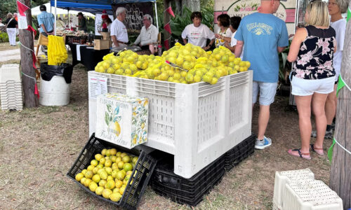 Camellia Groves U-Pick Lemons