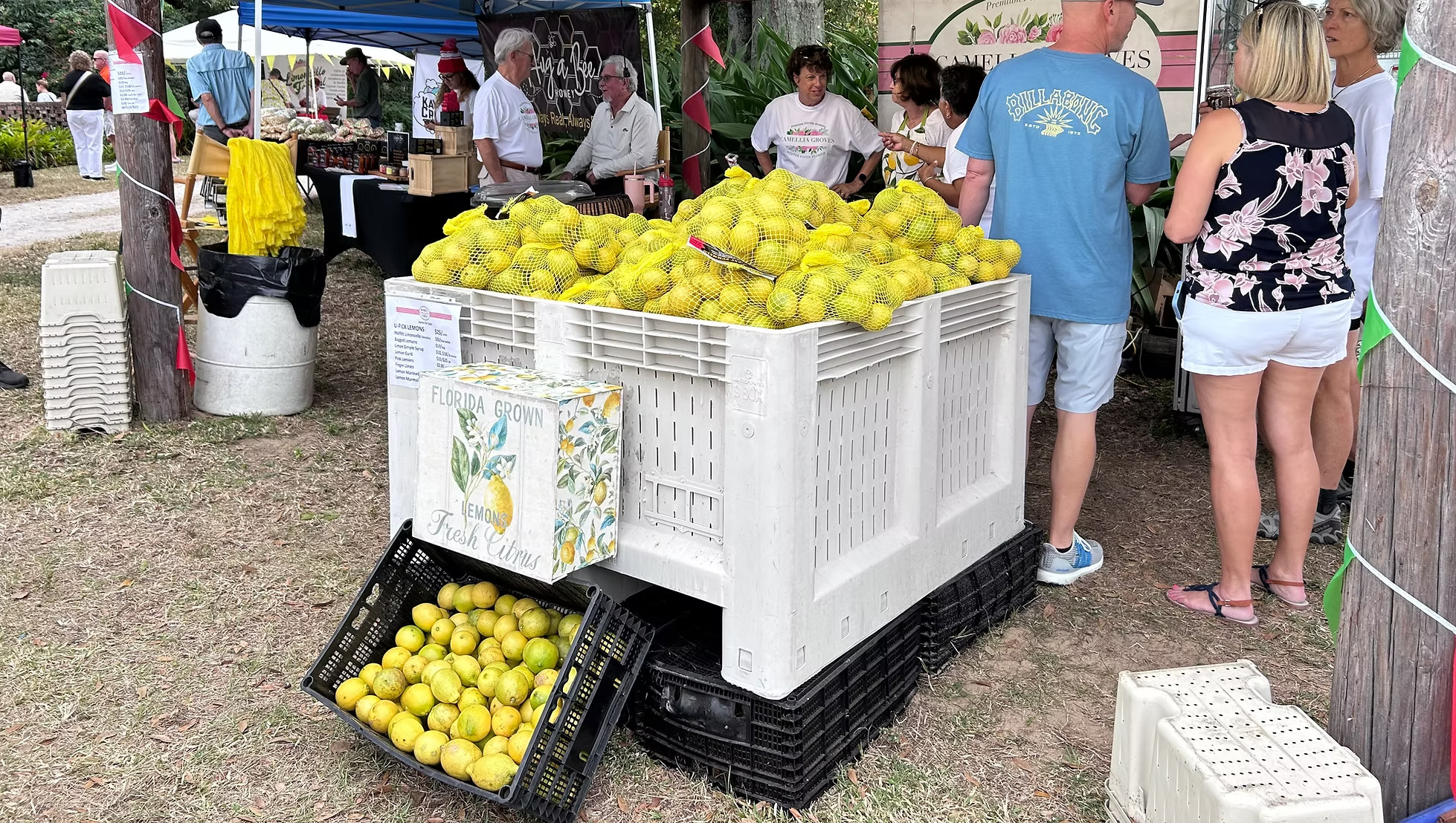 Camellia Groves U-Pick Lemons
