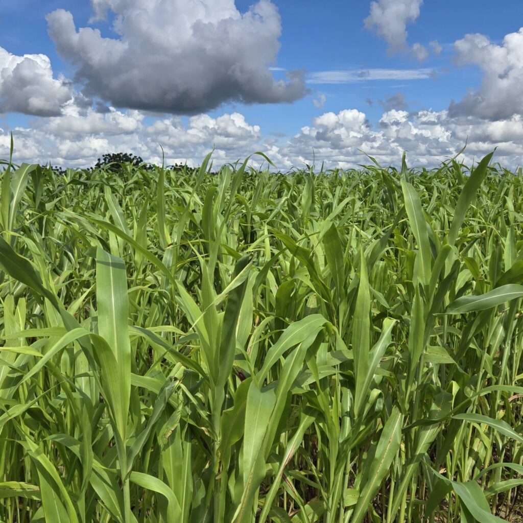 Corn Maze at Golden Ridge Groves